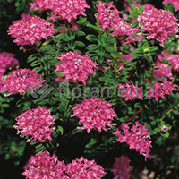 PIMELEA